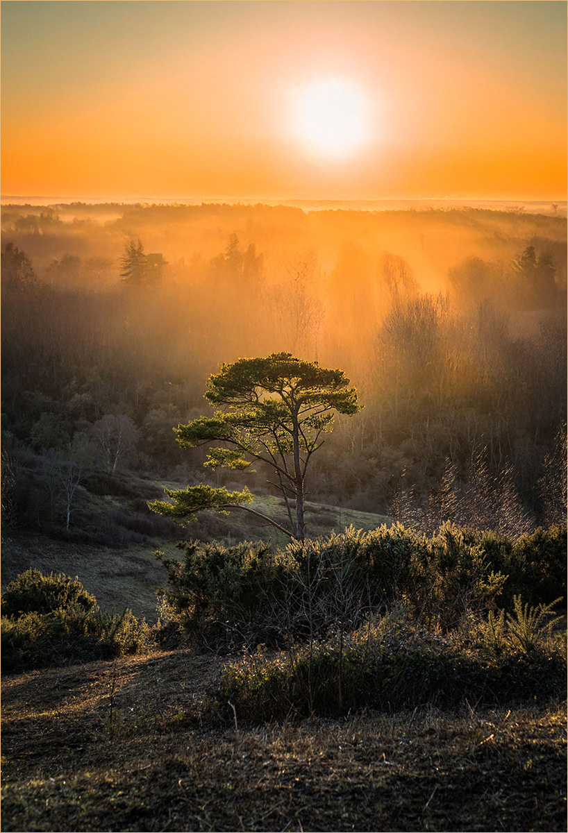The light above the treetops by Bogdan Schiteanu