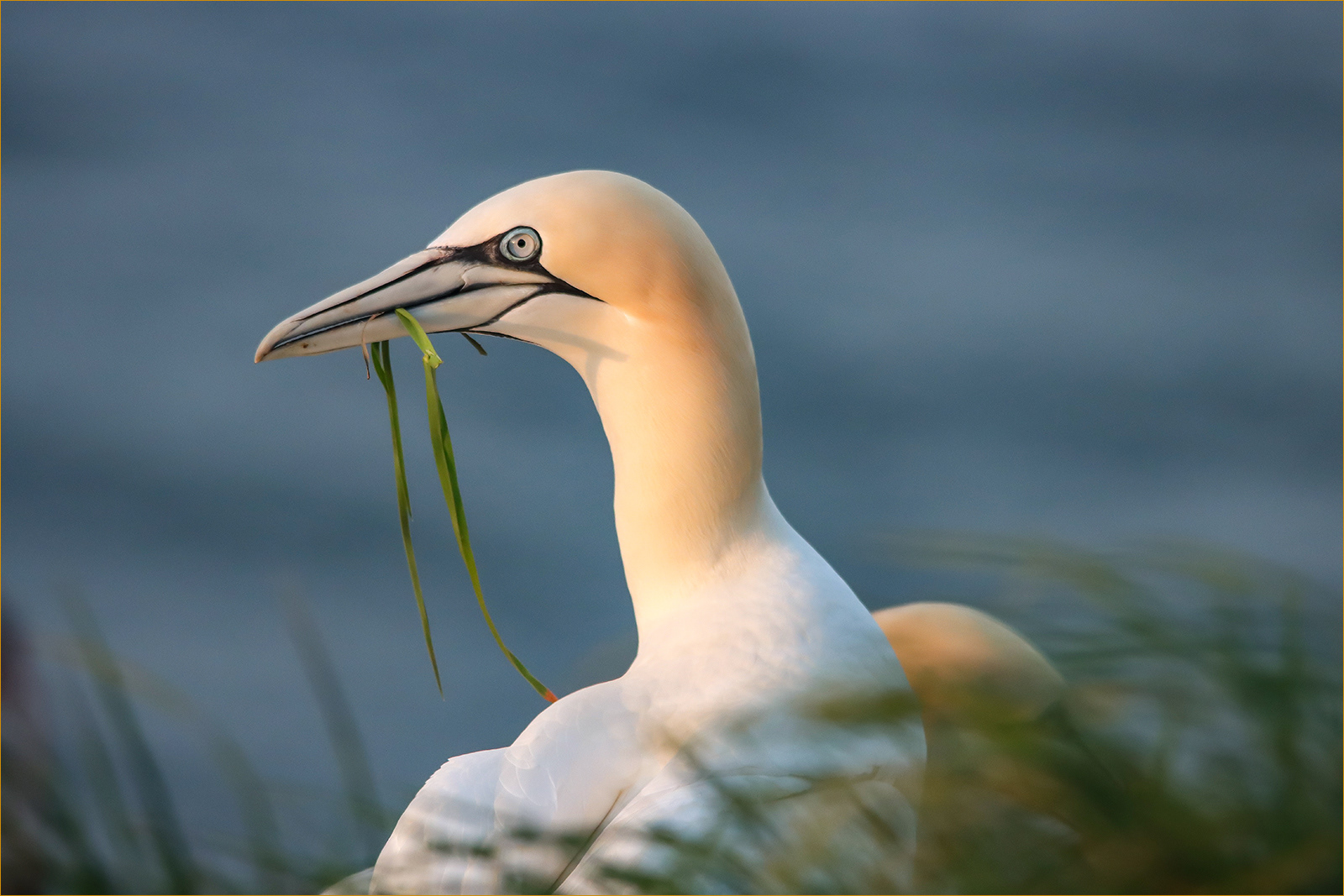 Nest Collecting at Sunset by Lorraine Rowbottom