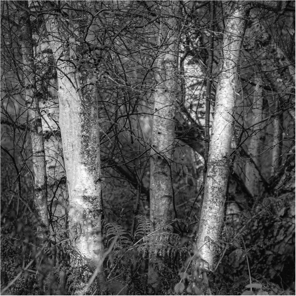 Holmwood Birches by Andrew Webster