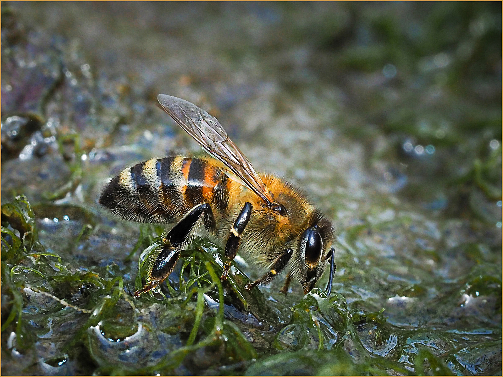 SCORE 10 Bee at the Waters Edge by Bob Ede