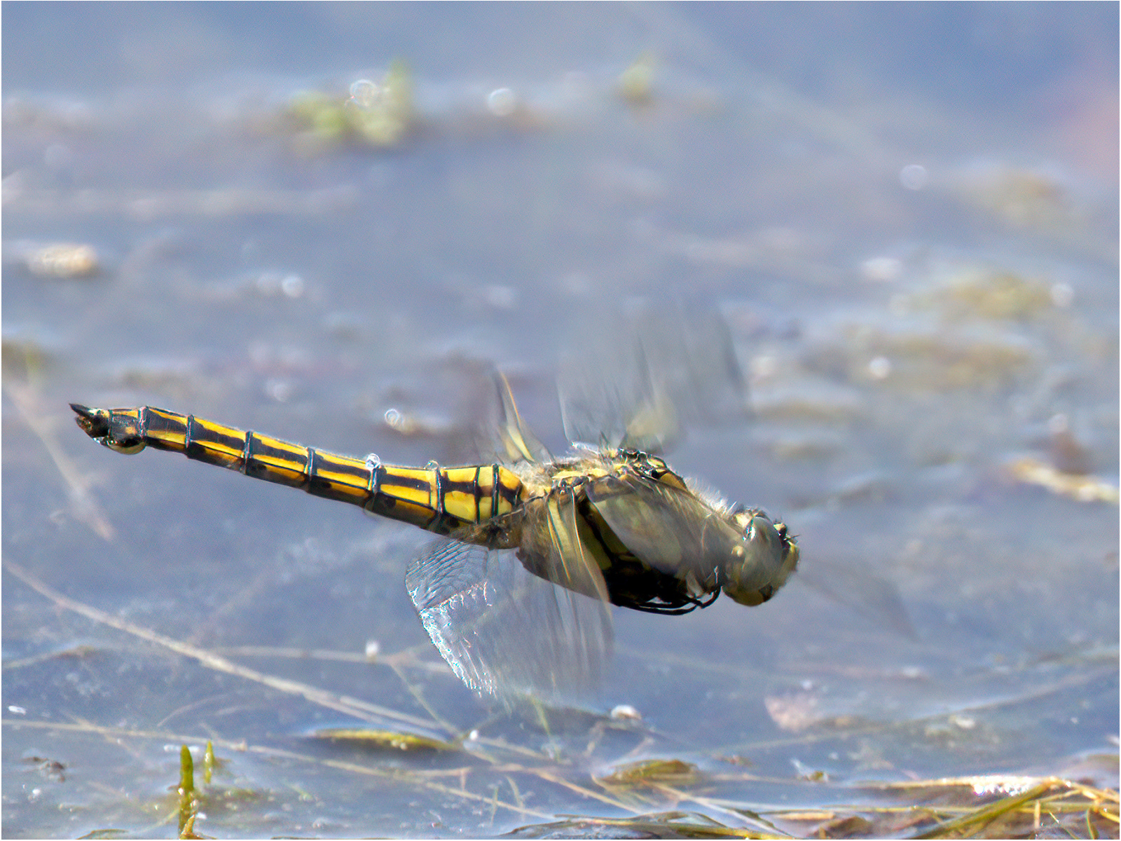 SCORE 9.5 Female Black-tailed Skimmer by John Bartlett