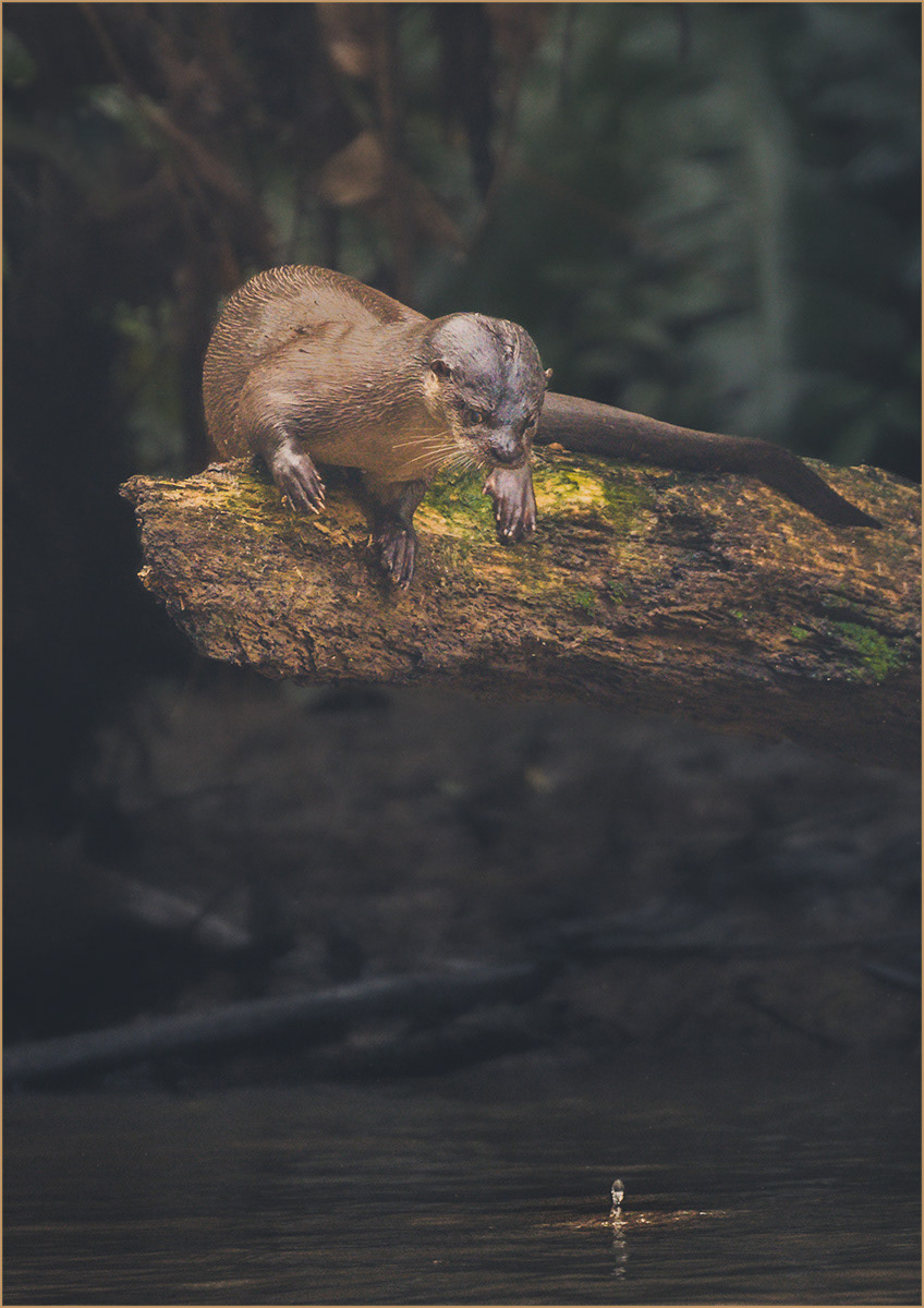 Highly Commended Tortuguero River Otter by David Armstrong