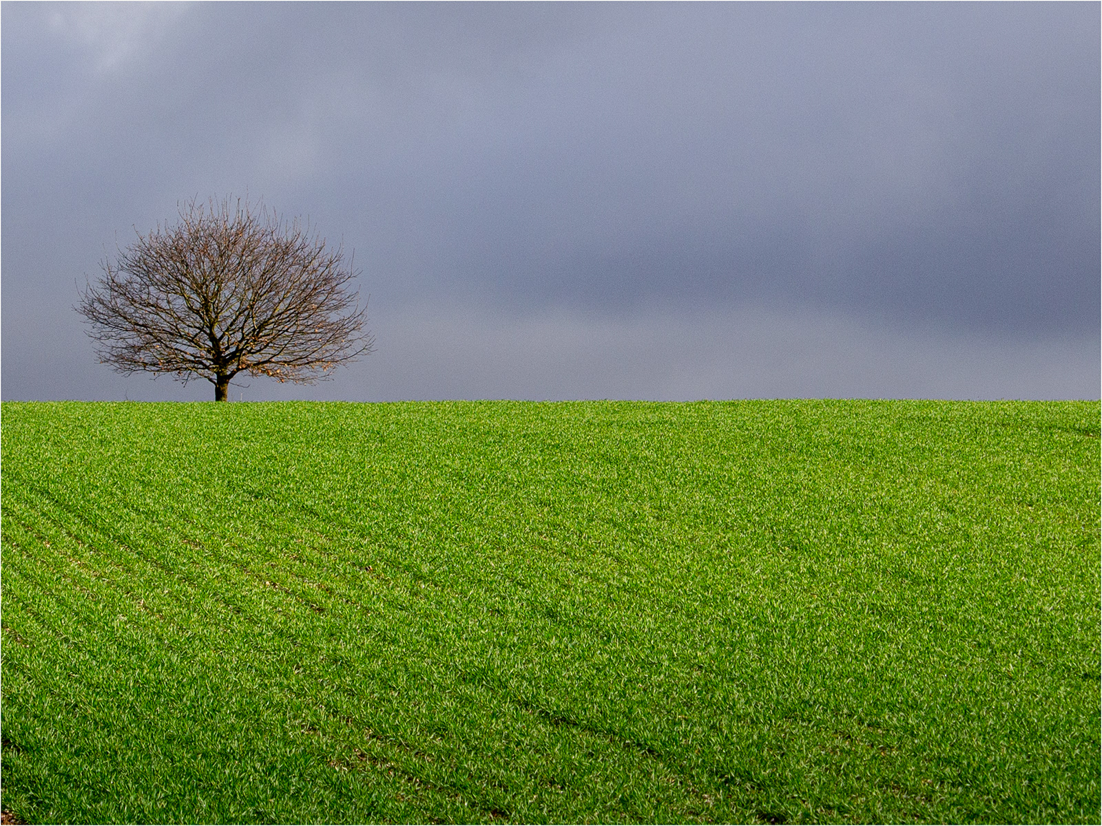 Tree in Winter by Catherine Allum