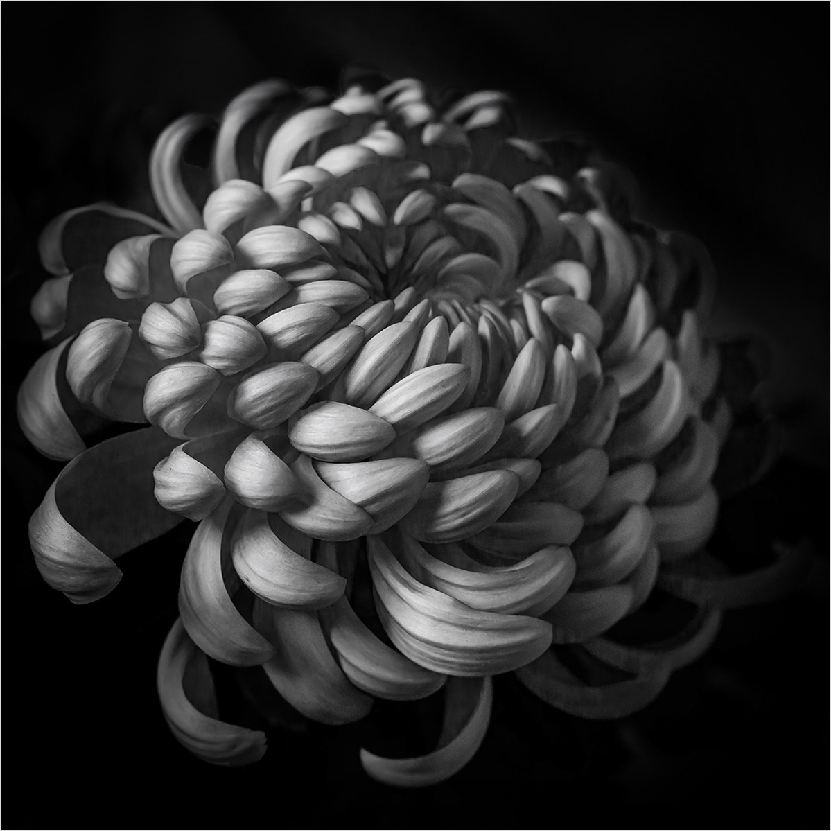 Nature's Joy by Genetta Aprilante