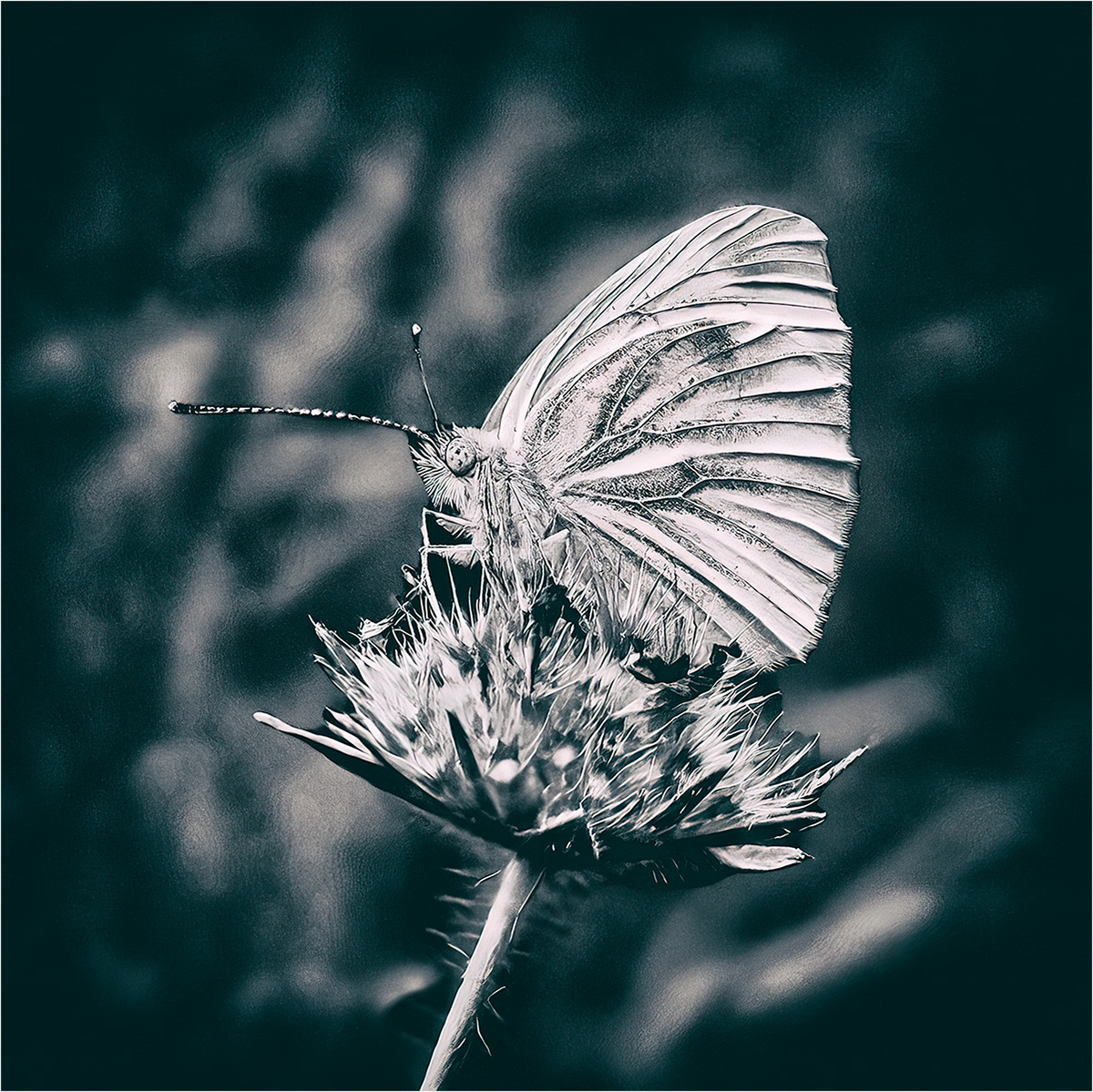 HIGHLY COMMENDED Richard Milton-Worssell_ Butterfly feeding