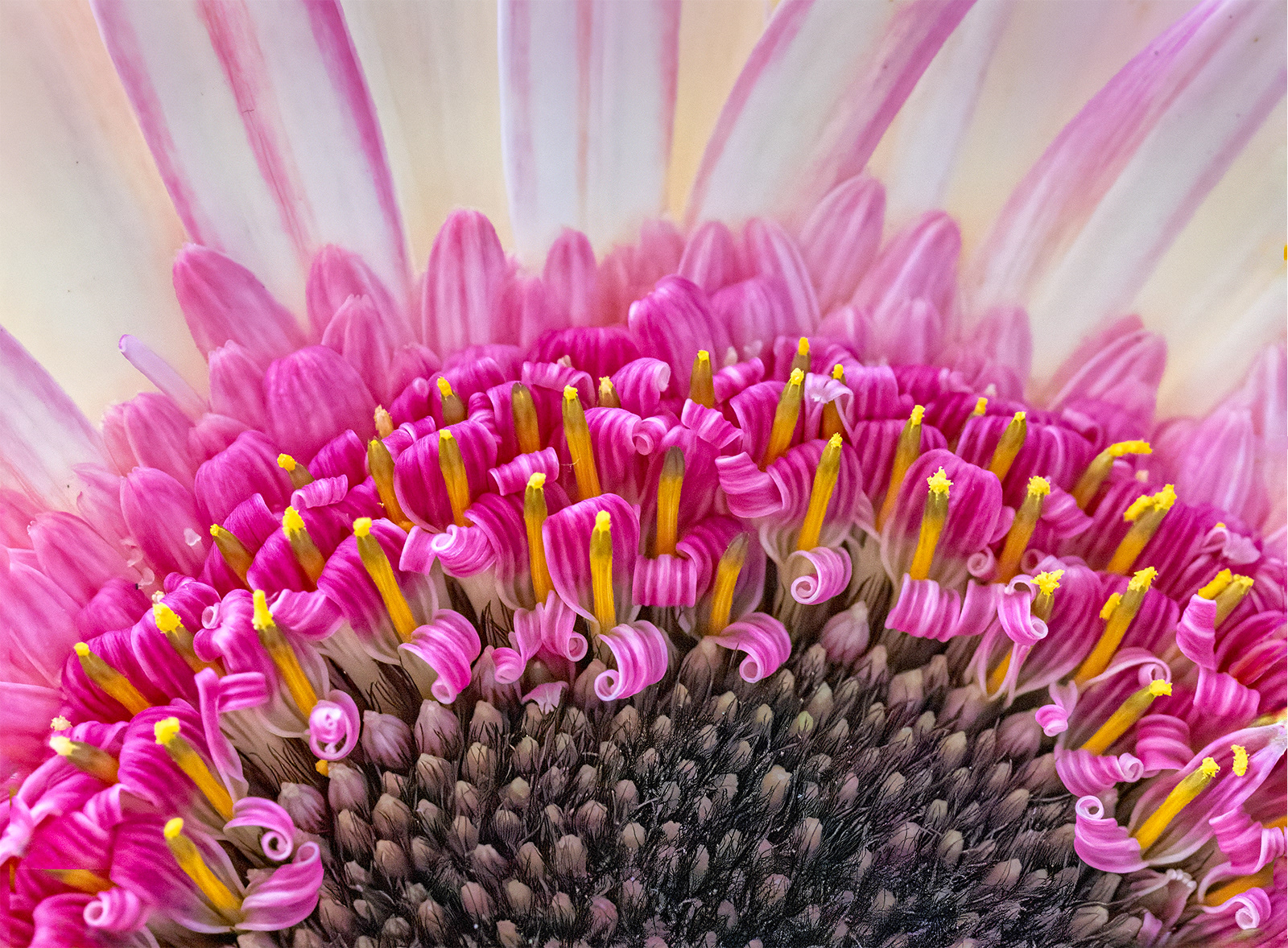 HELD BACK Radiant Gerbera by Sheena Rogers ARPS