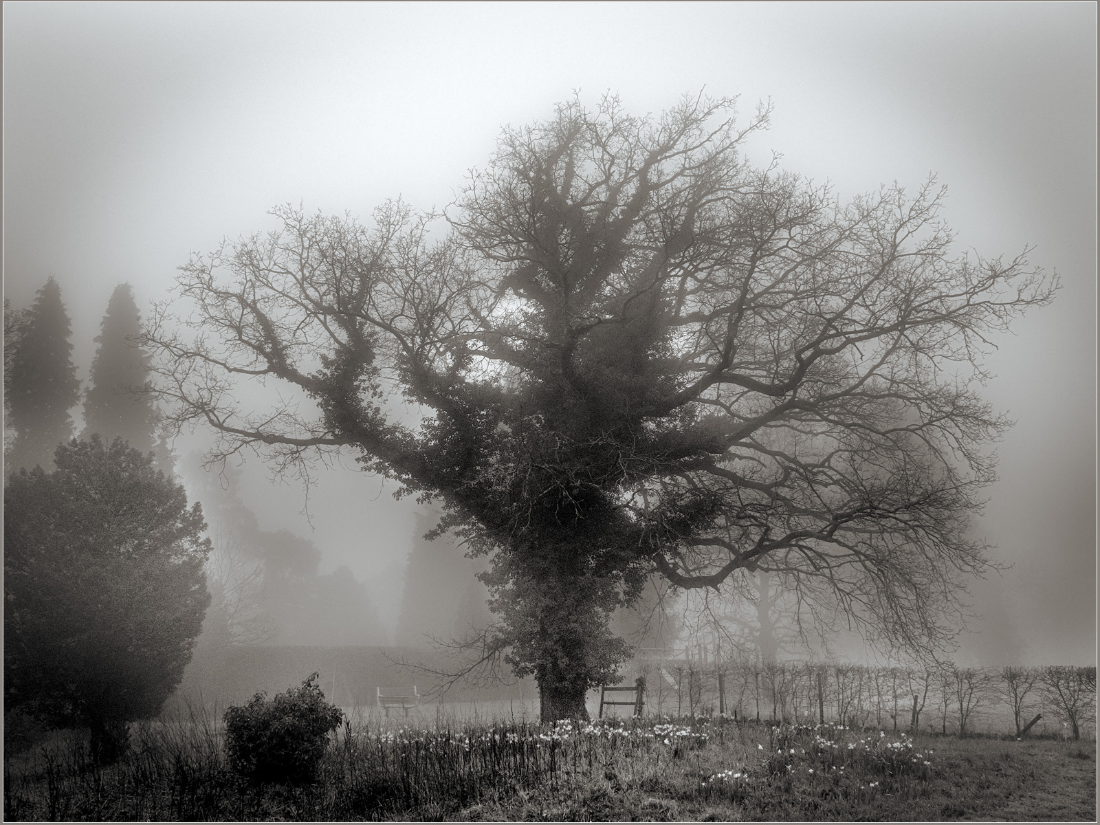 Foggy Holmwood Oak by Andrew Webster ARPS