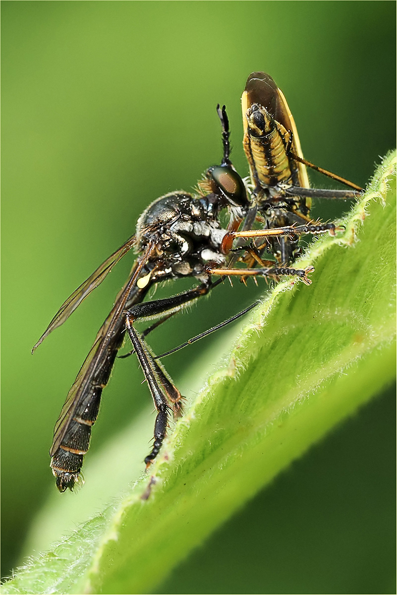Robber Fly Makes a Kill by Bob Ede