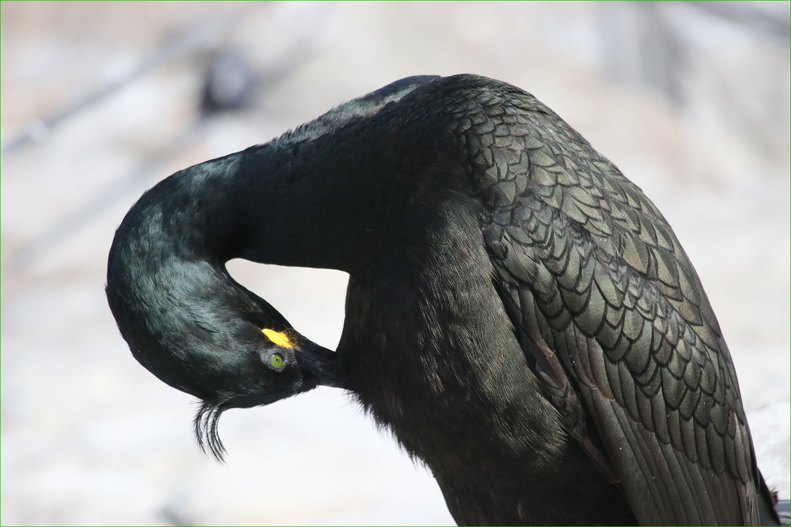 PREENING TIME by Lorraine Rowbottom