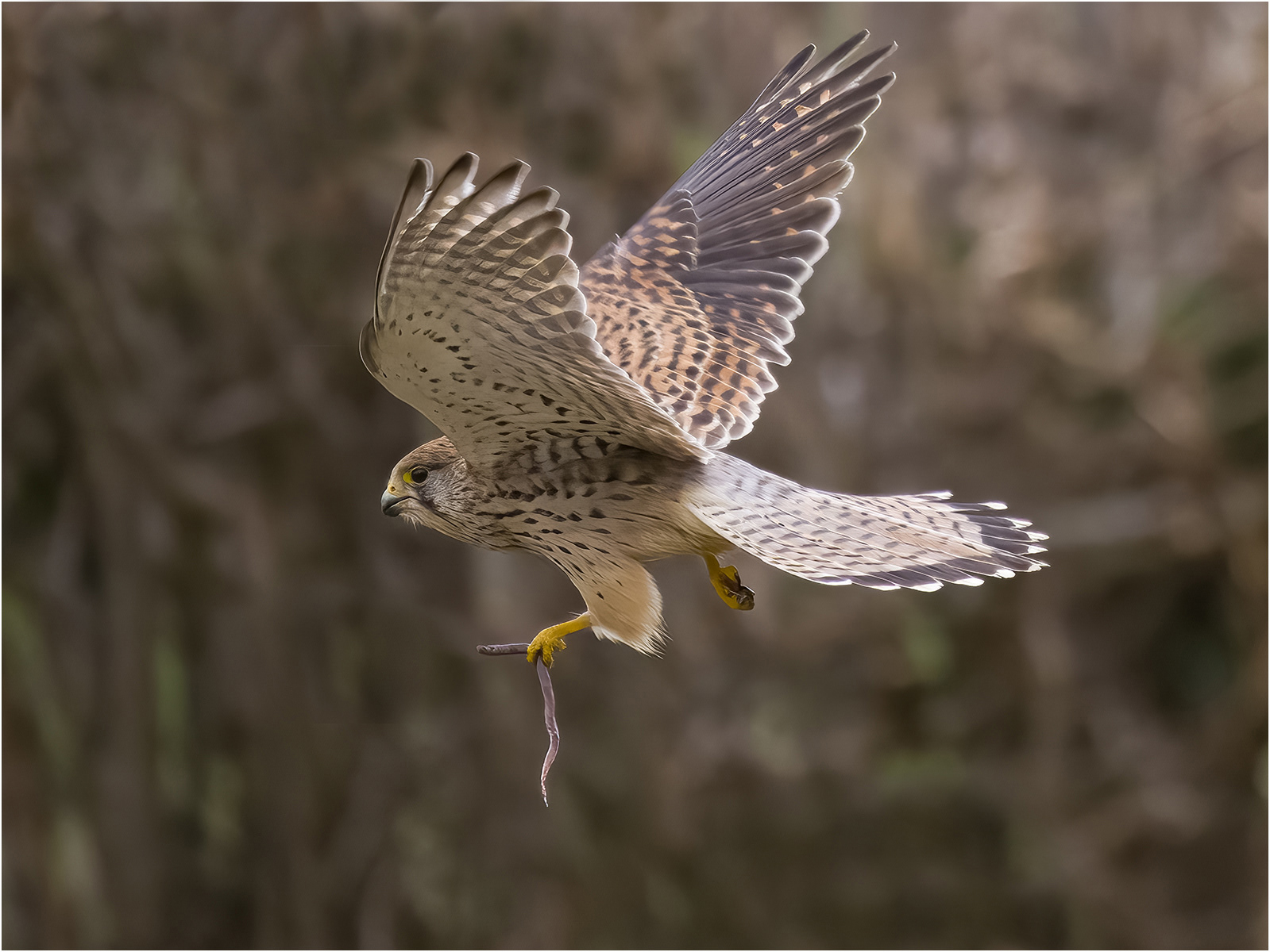 John Bartlett Kestrel With Juicy Worm