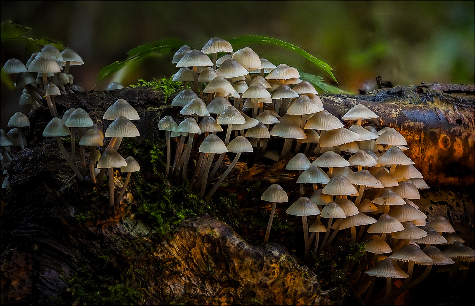 SCORE 10 Afternoon Light by Bob Ede