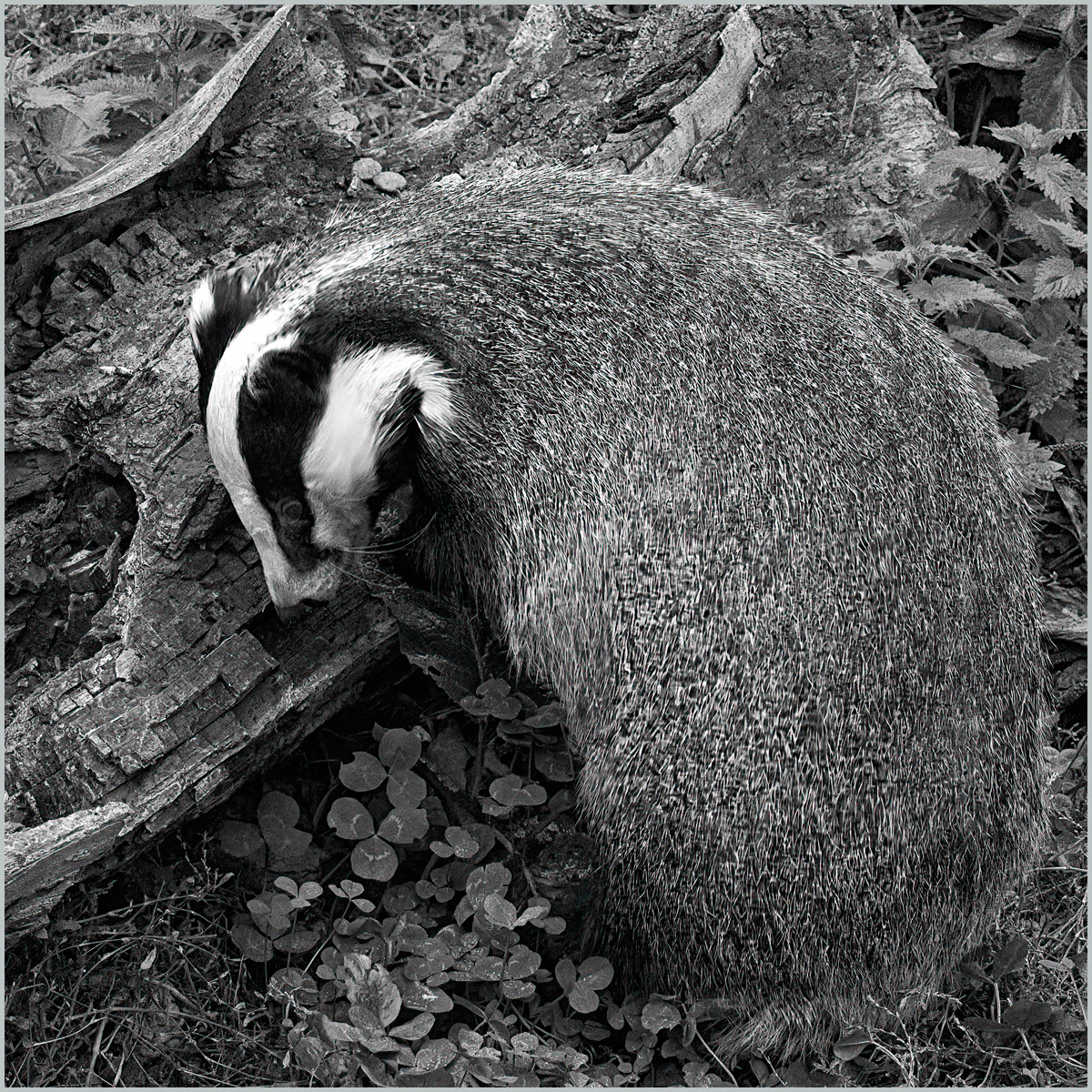 SCORE 9.5 Foraging Badger by Edward Bennett LRPS
