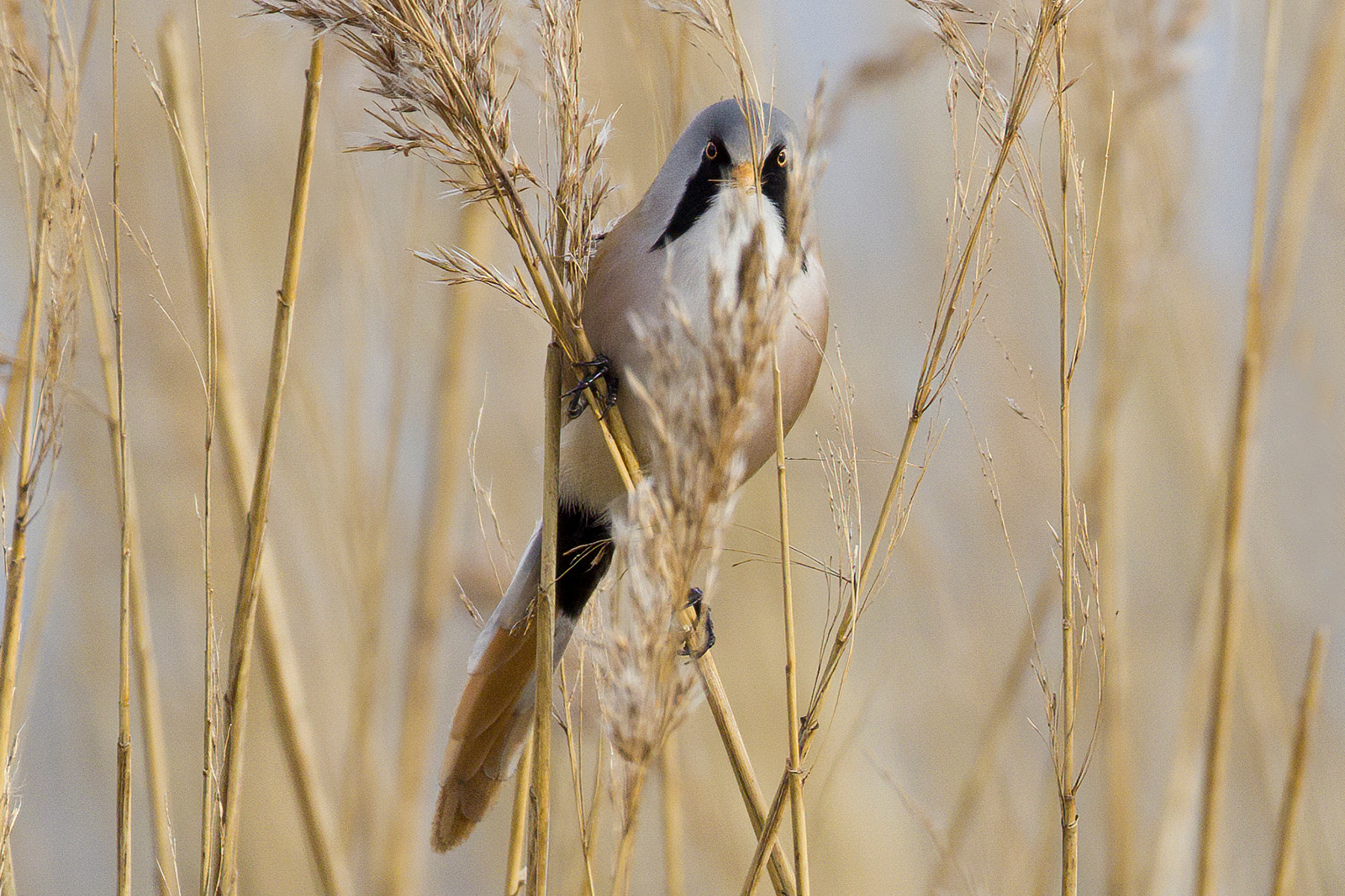 Bearded Tit Hiding In The Reeds by John Bartlett PhD