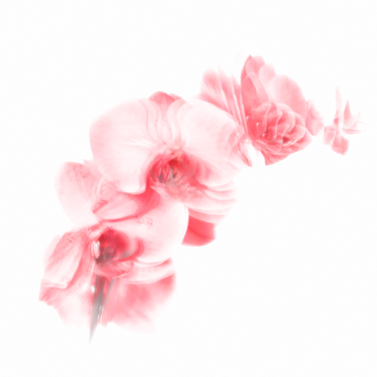 8.5 Silky pink orchid by Andi Hargreaves LRPS