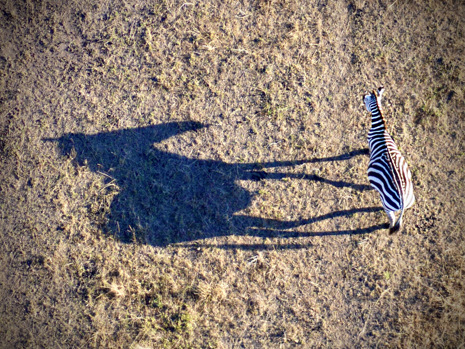 RUNNER UP Dawn shadow by Katie Holland