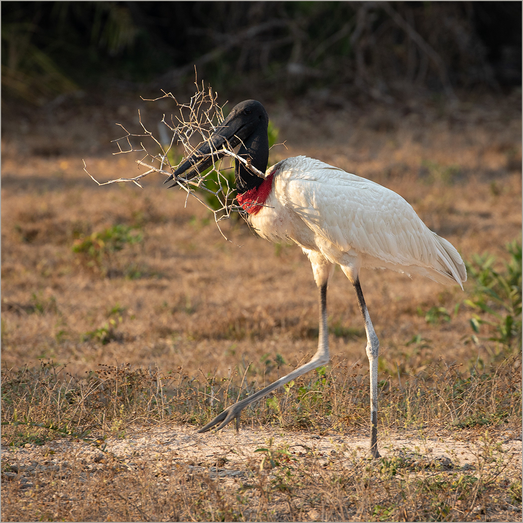 SCORE 10 Jabiru nest building by Neil James