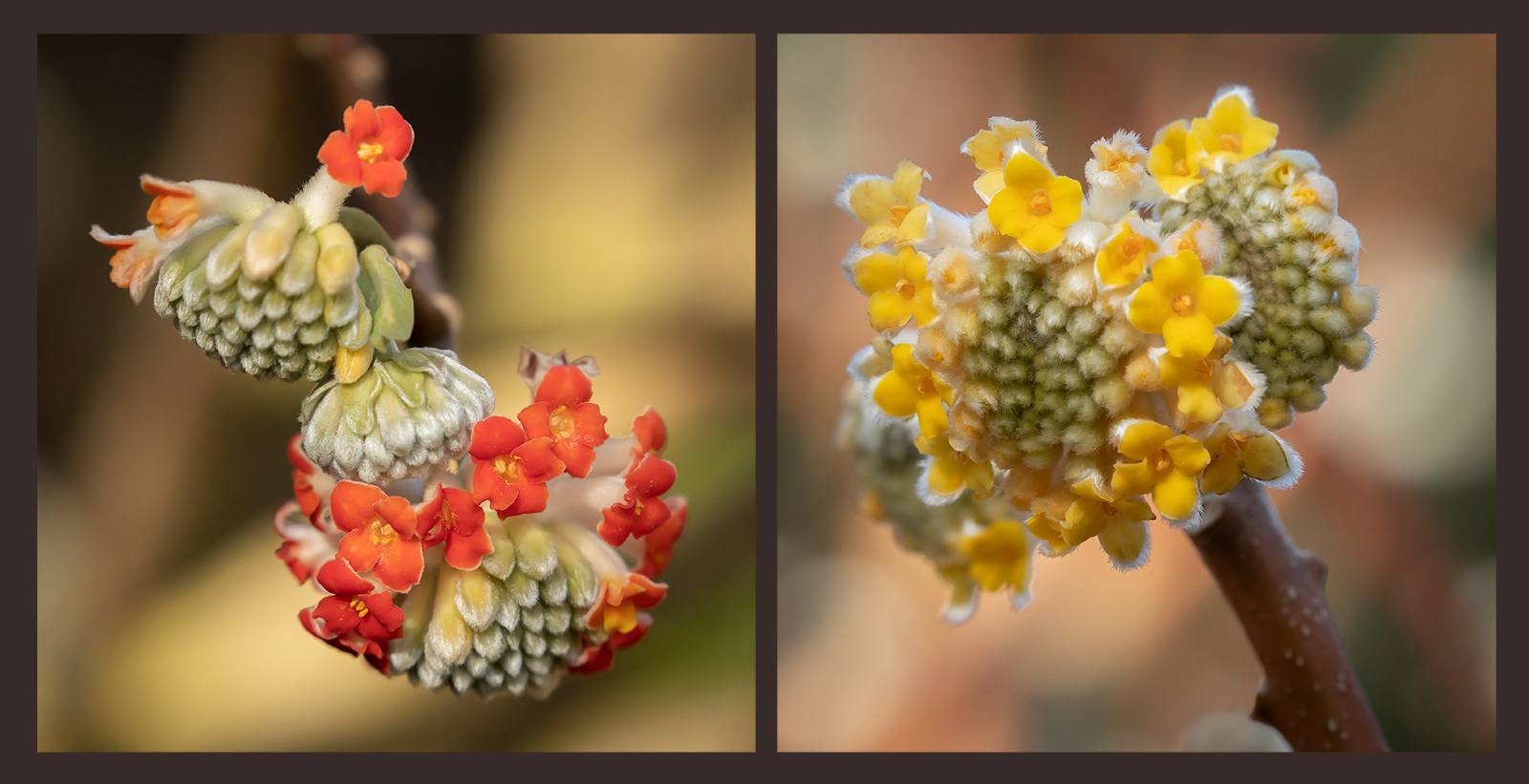 HIGHLY COMMENDED Edgeworthia winter display by Neil James