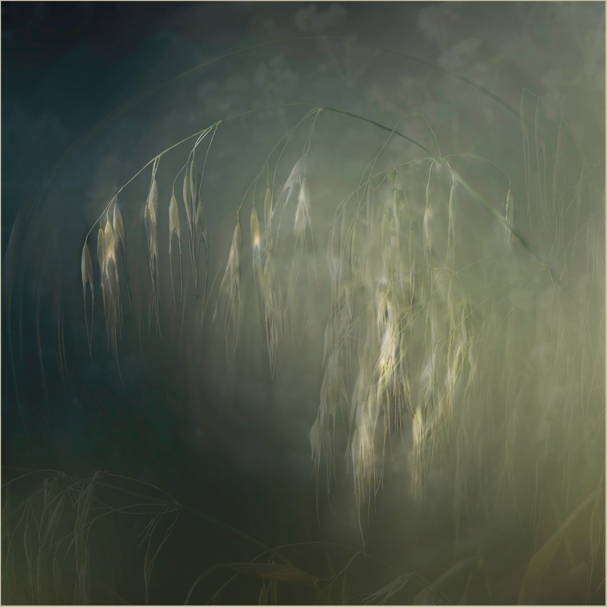 SCORE 10 The grass glows by Sheena Rogers