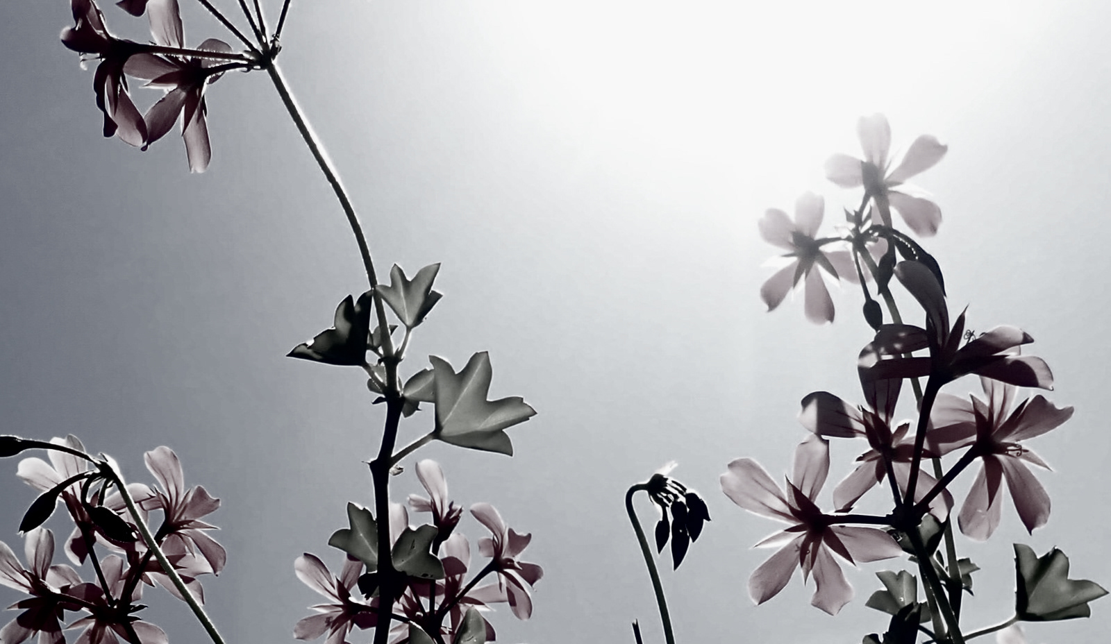 The sun shines through by Duncan Parsons