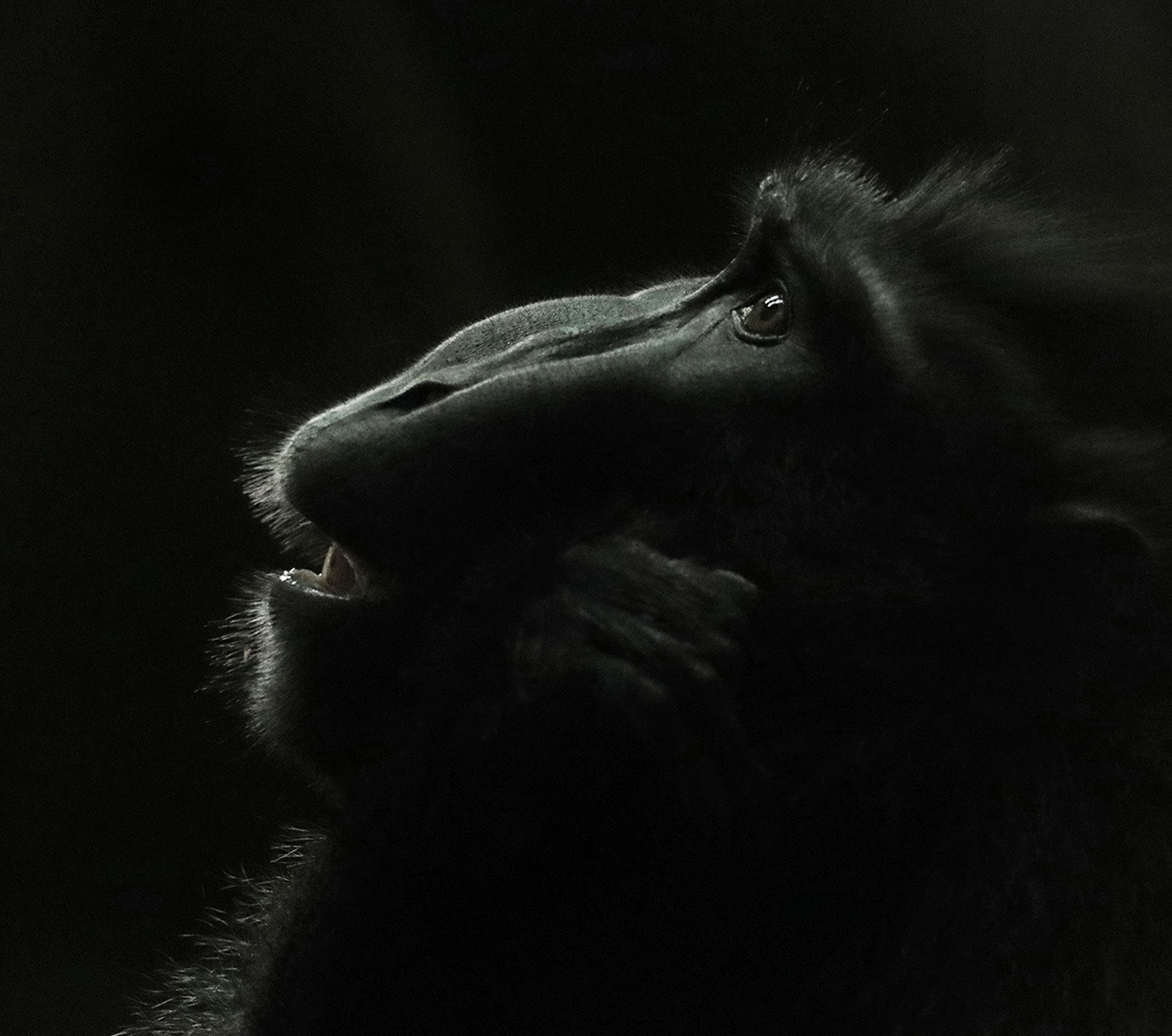 Morning glint on a Macak by Helen Bannan