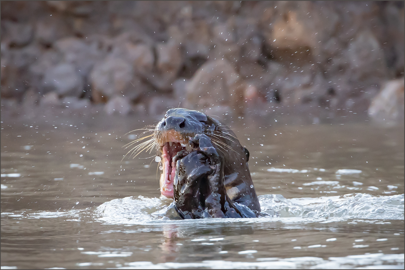 SCORE 9.5 Breakfast for Giant Rover Otter by Neil James