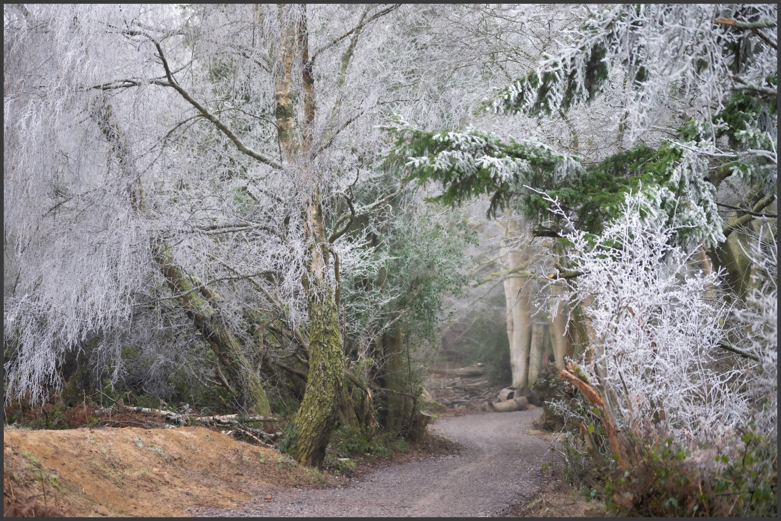 SCORE 9 FROSTY PLEASURE by Agata