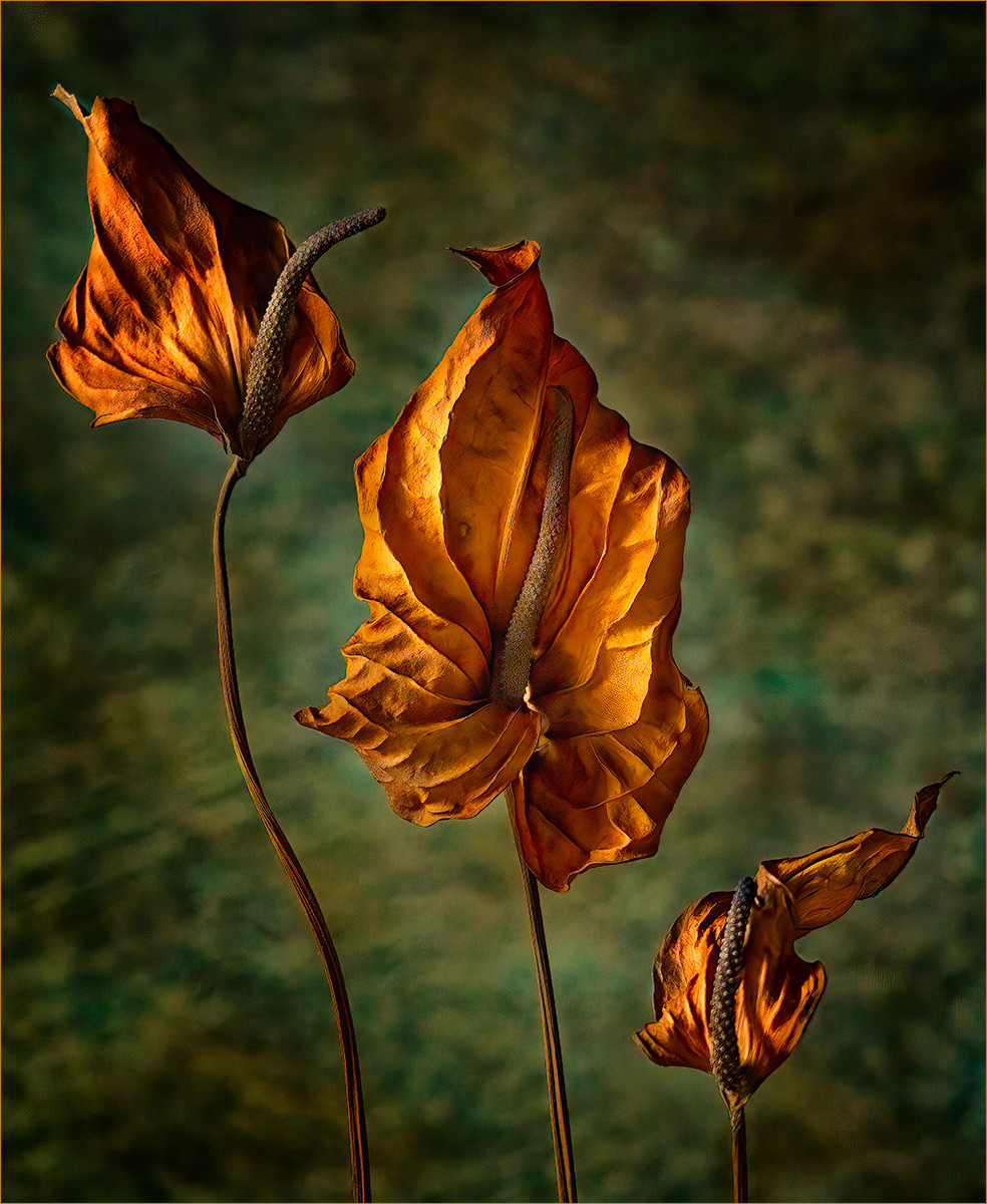 Final Beauty - Anthurium andraeanum by Richard Milton-Worssell