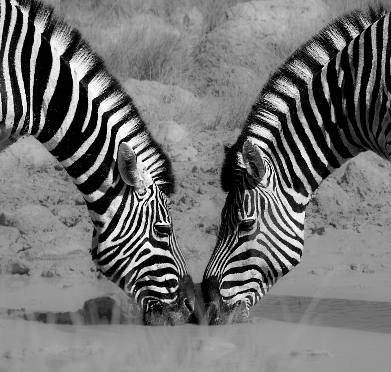 SCORE 9.0 Zebra reflections by Jill Mortimer
