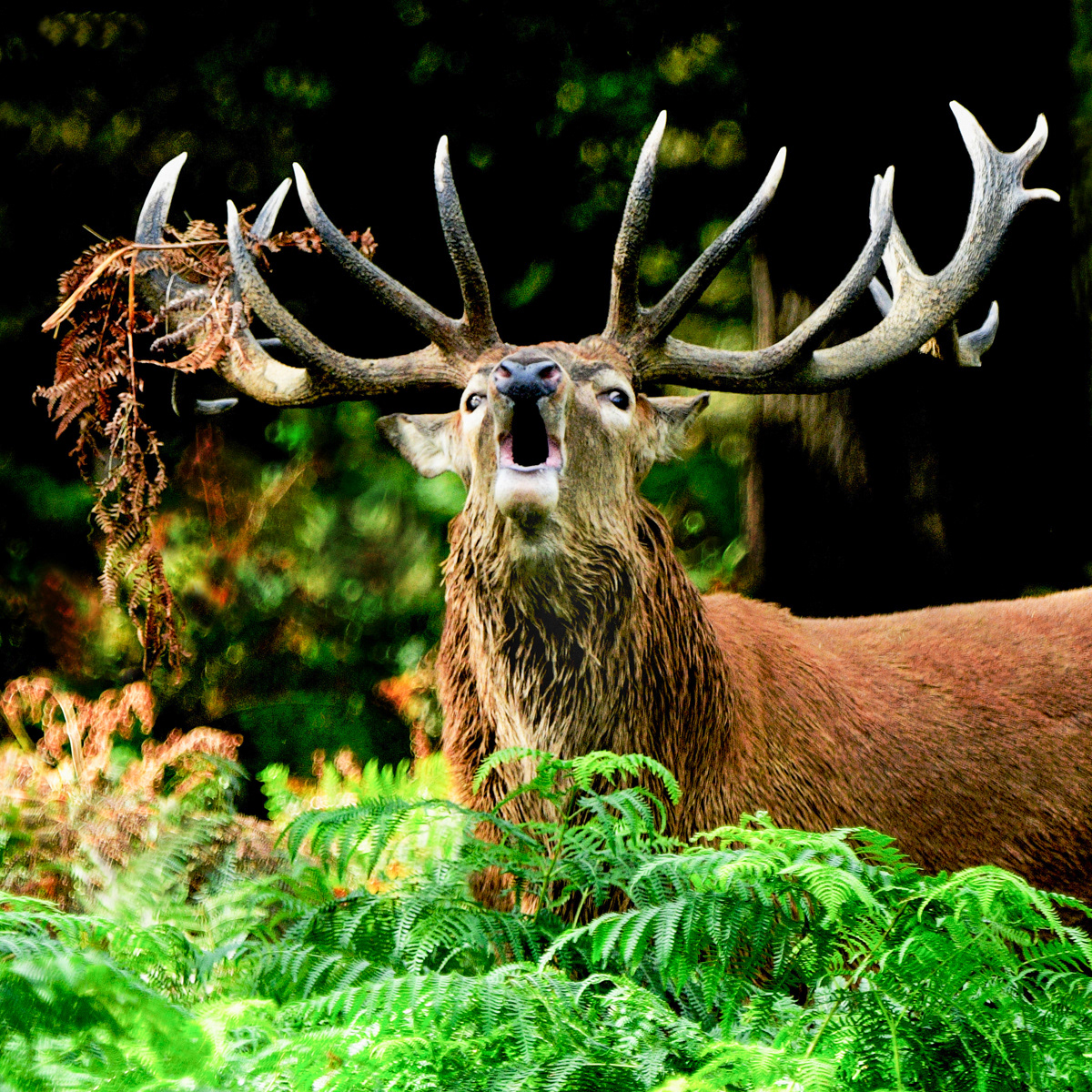 SCORE 10: Richmond Park Stag - Making a Statement by Geoff Hegarty