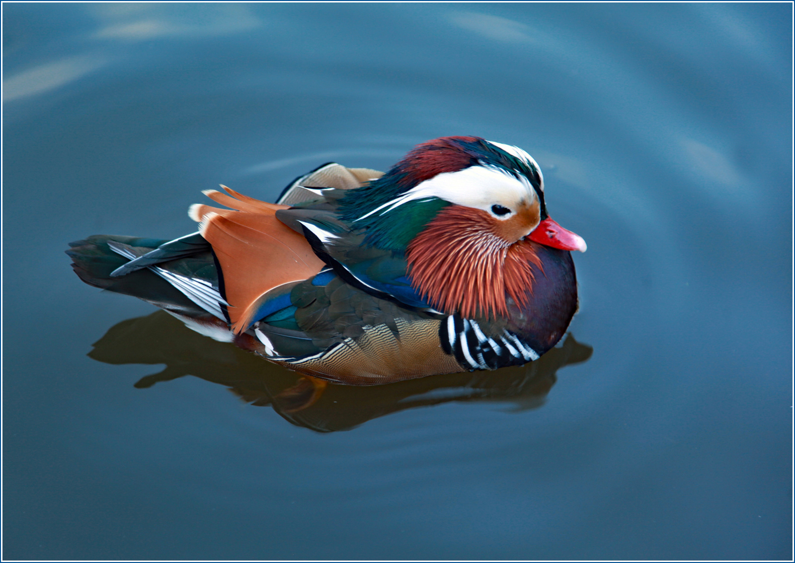 SCORE 9 The Colourful Mandarin by Angela Stockbridge