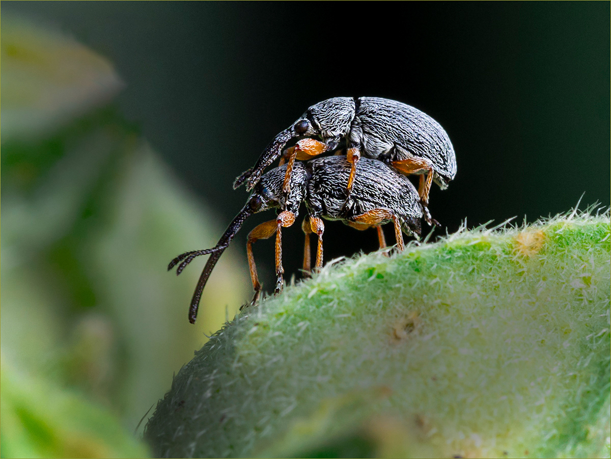 SCORE 9.5 Hollyhock Weevils by Bob Ede