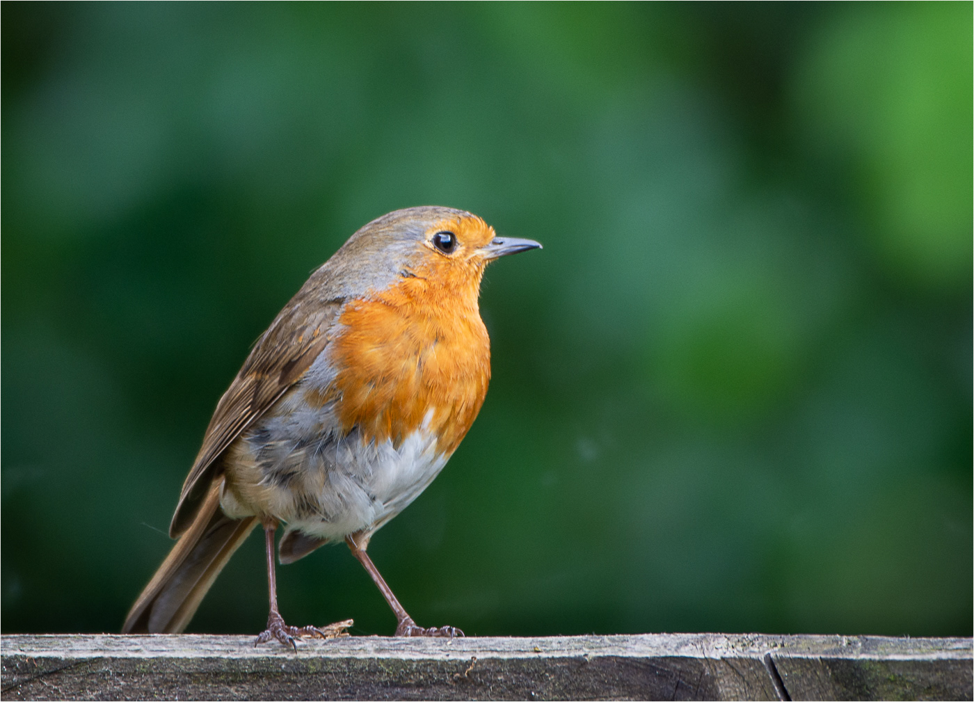 HC Robin in the Garden by Richard Knapp