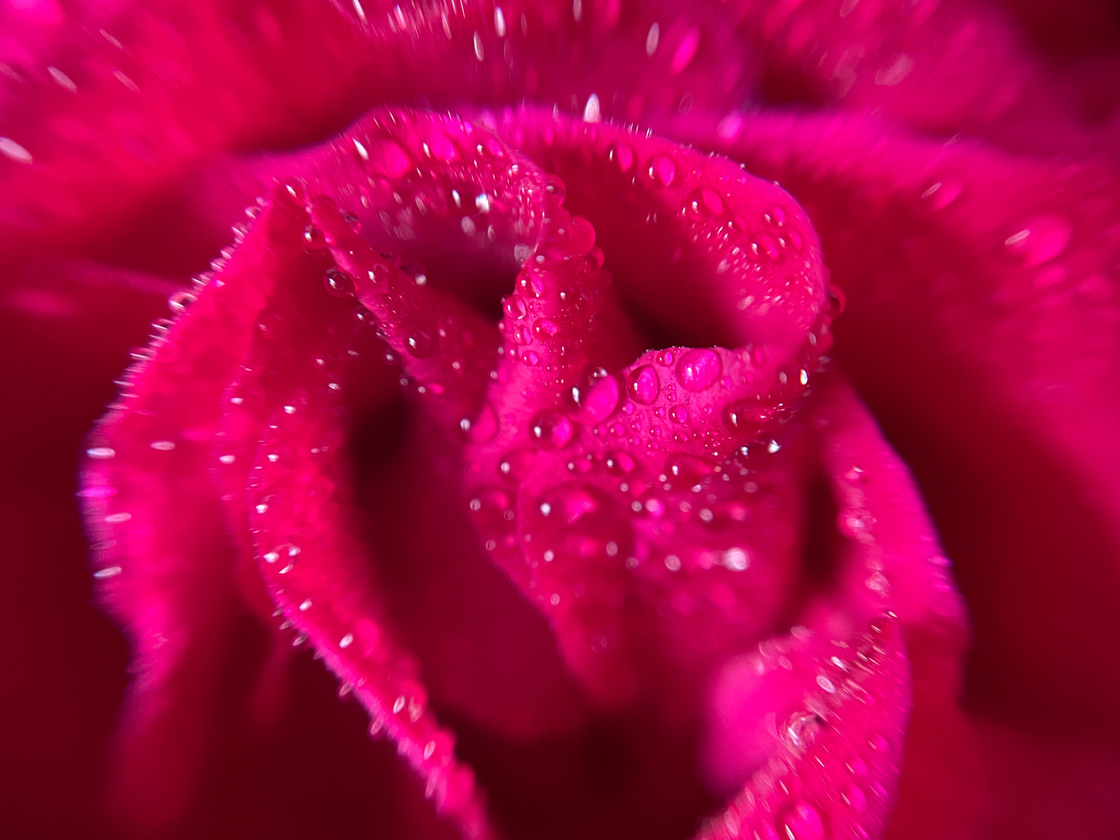 Raindrops on Rose by Fiona Humphrey