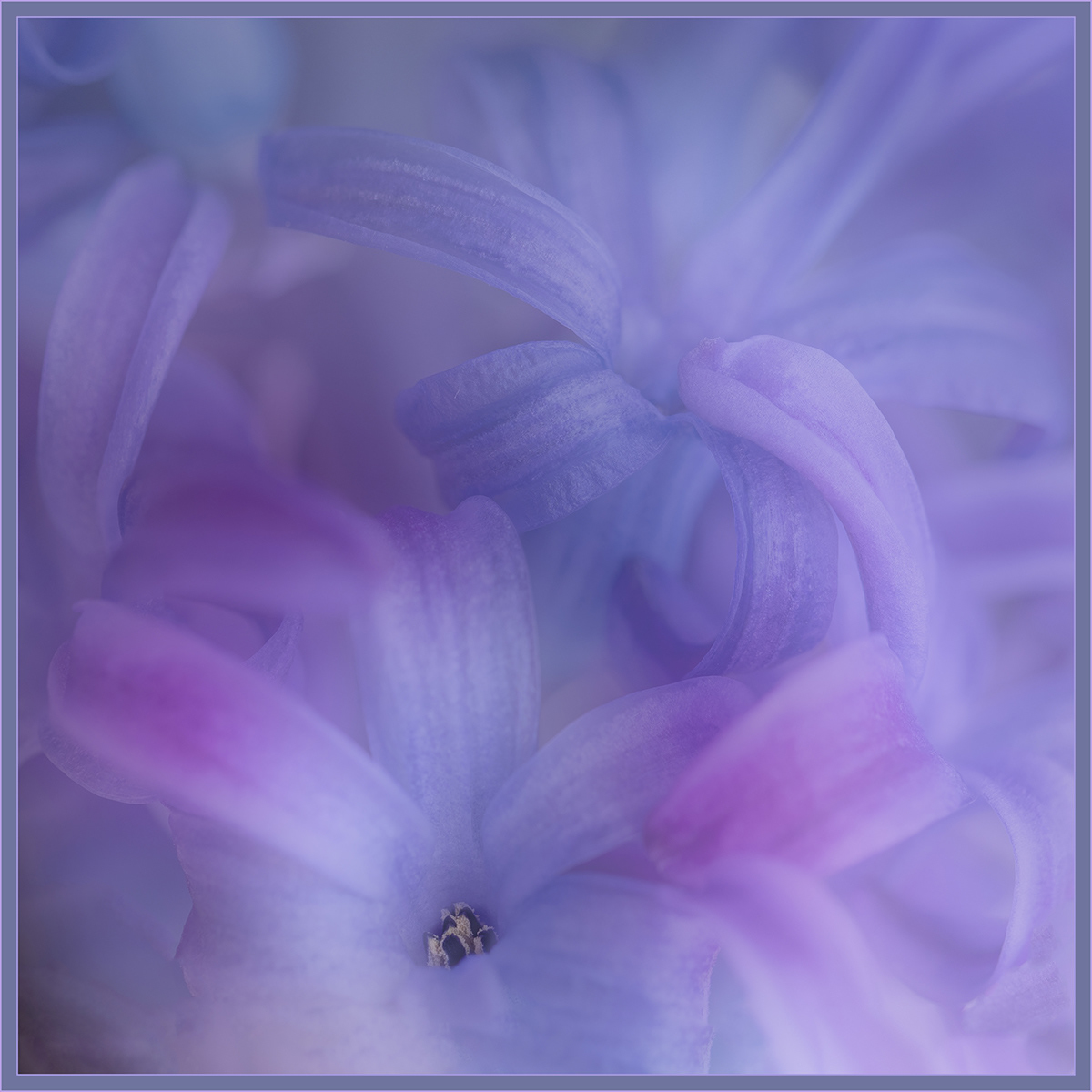 WINNER  Hyacinth by Sheena Rogers