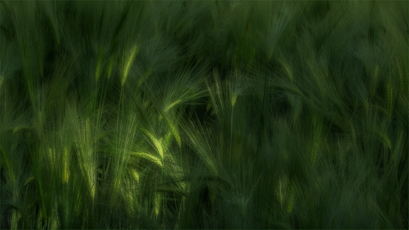 SCORE 9:  Wheat by Mike Williamson