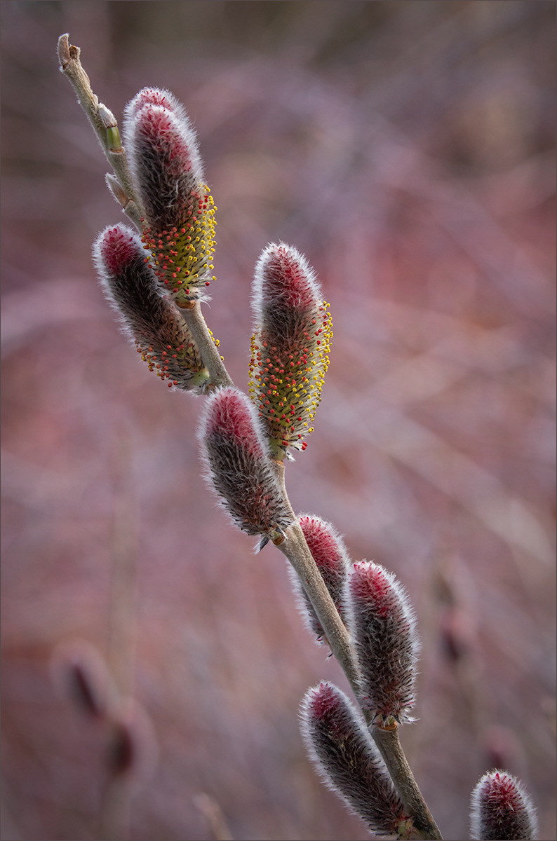 HIGHLY COMMENDED Pink Pussy Willow with cornus by Neil James