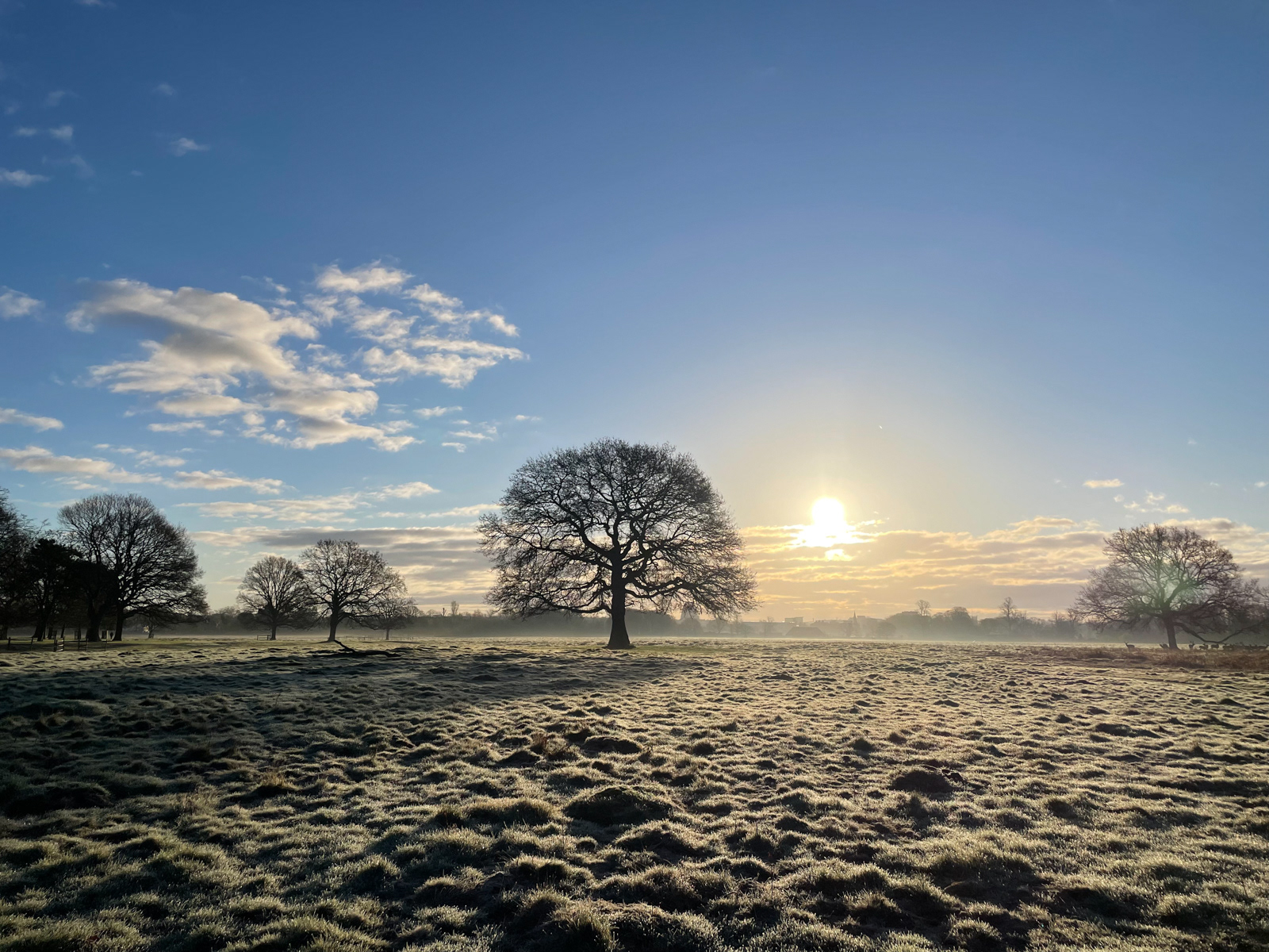 Trees at Sunrise by Fiona Humphrey