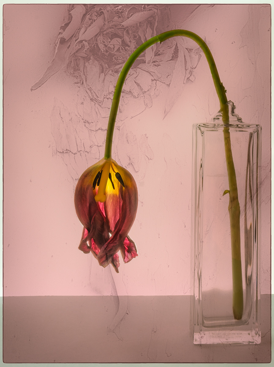 Tired Tulip by David Balaam