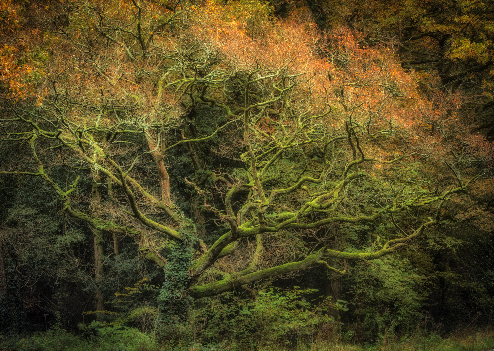Twisted Embers by Stuart Burch