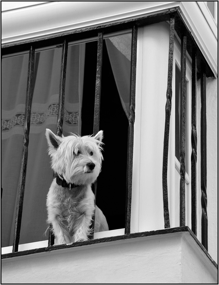 The Lookout by Margaret Dane