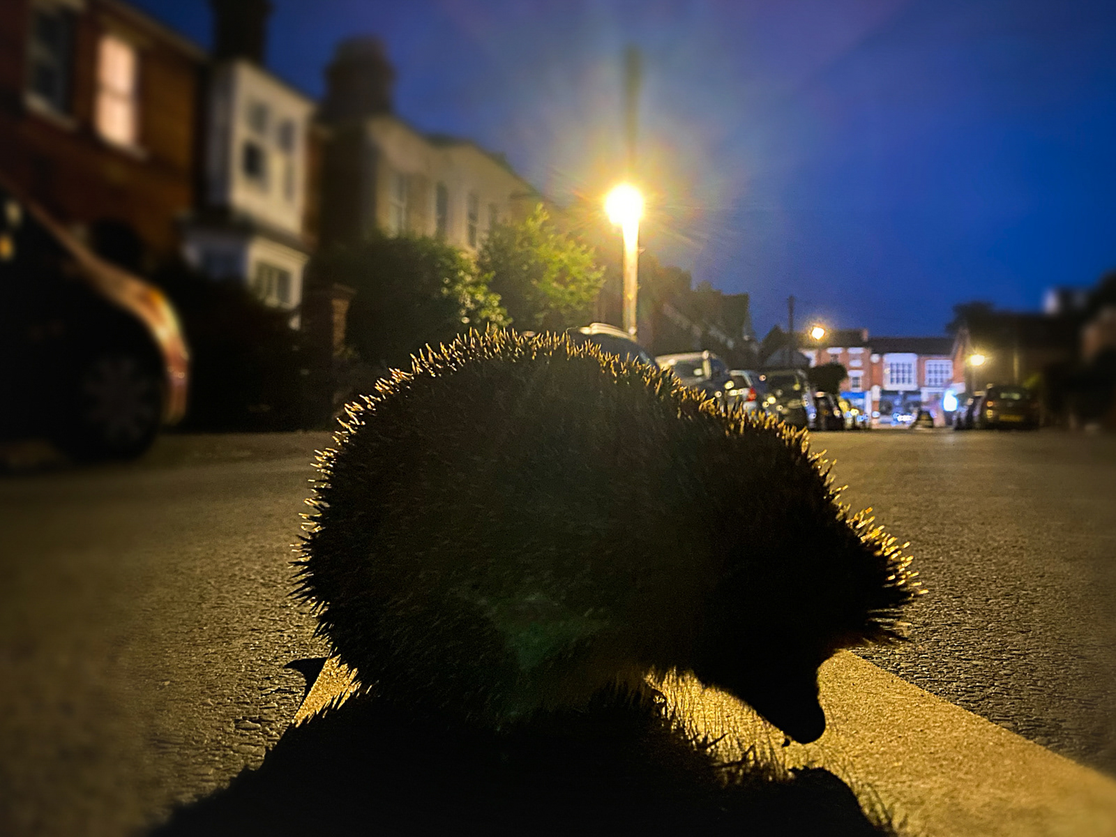 Hedgehog Crossing by Daniel Langer