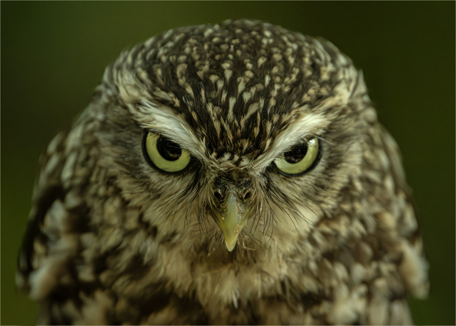 HELD BACK Angry Bird by Helen Bannan
