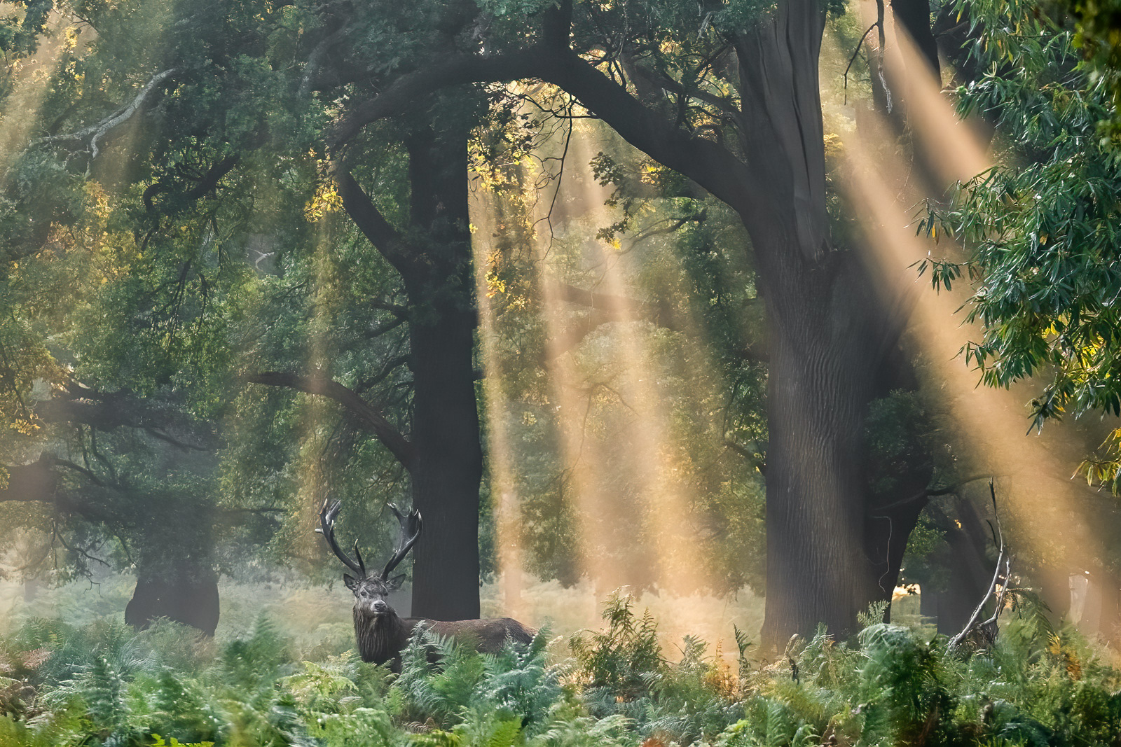 Enchanted by Daniel Langer