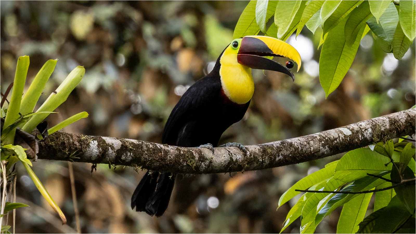 SCORE 8.5 Chestnut-mandibled Toucan With Fruit by John Bartlett PhD