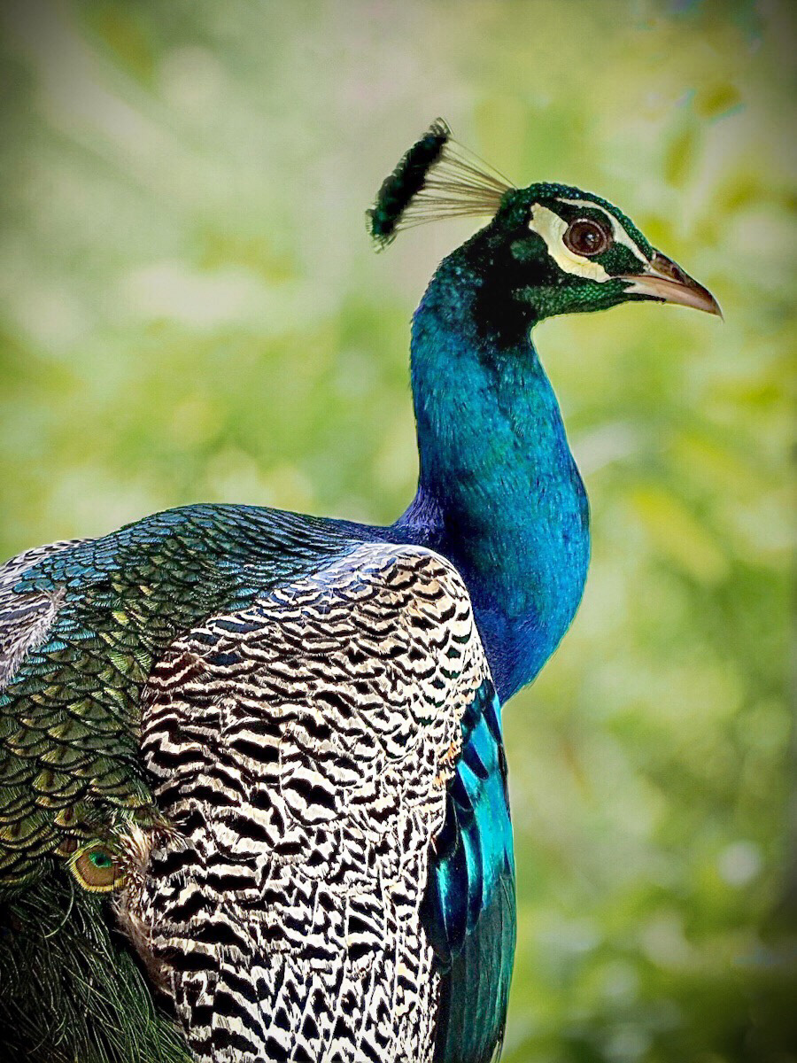 SCORE 10 Indian Peacock by Jill Mortimer