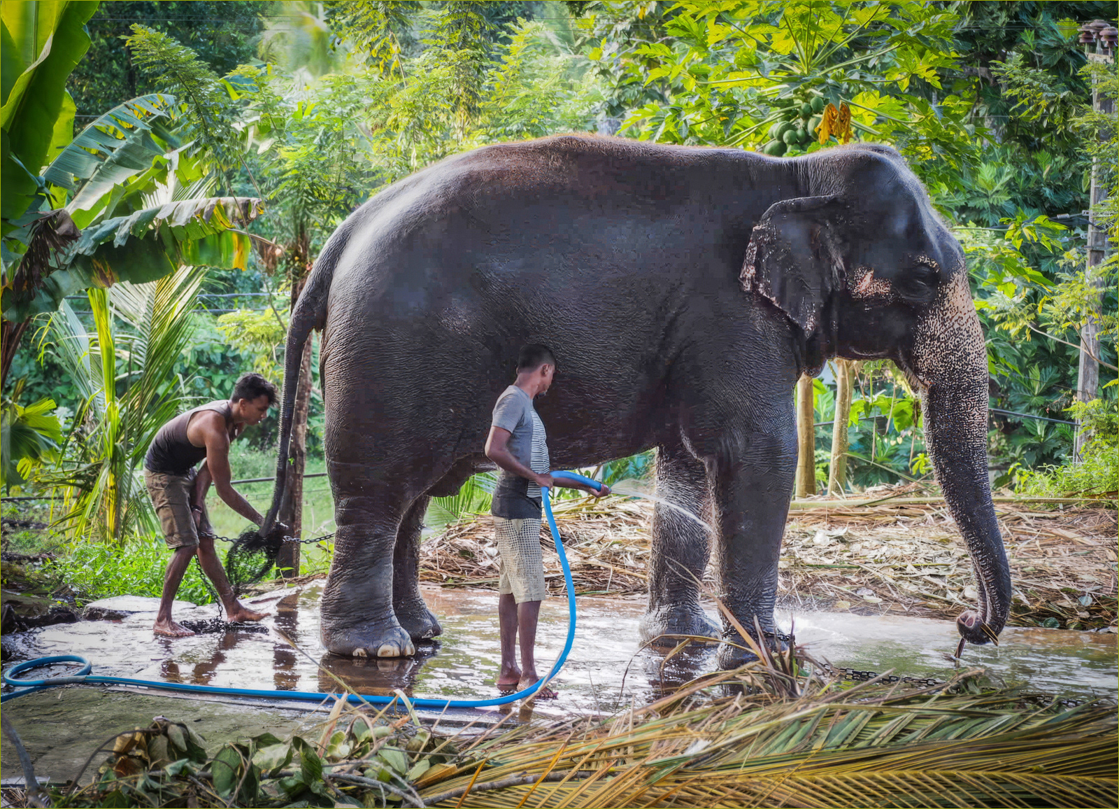 The art of bathing an elephant by Jill Mortimer