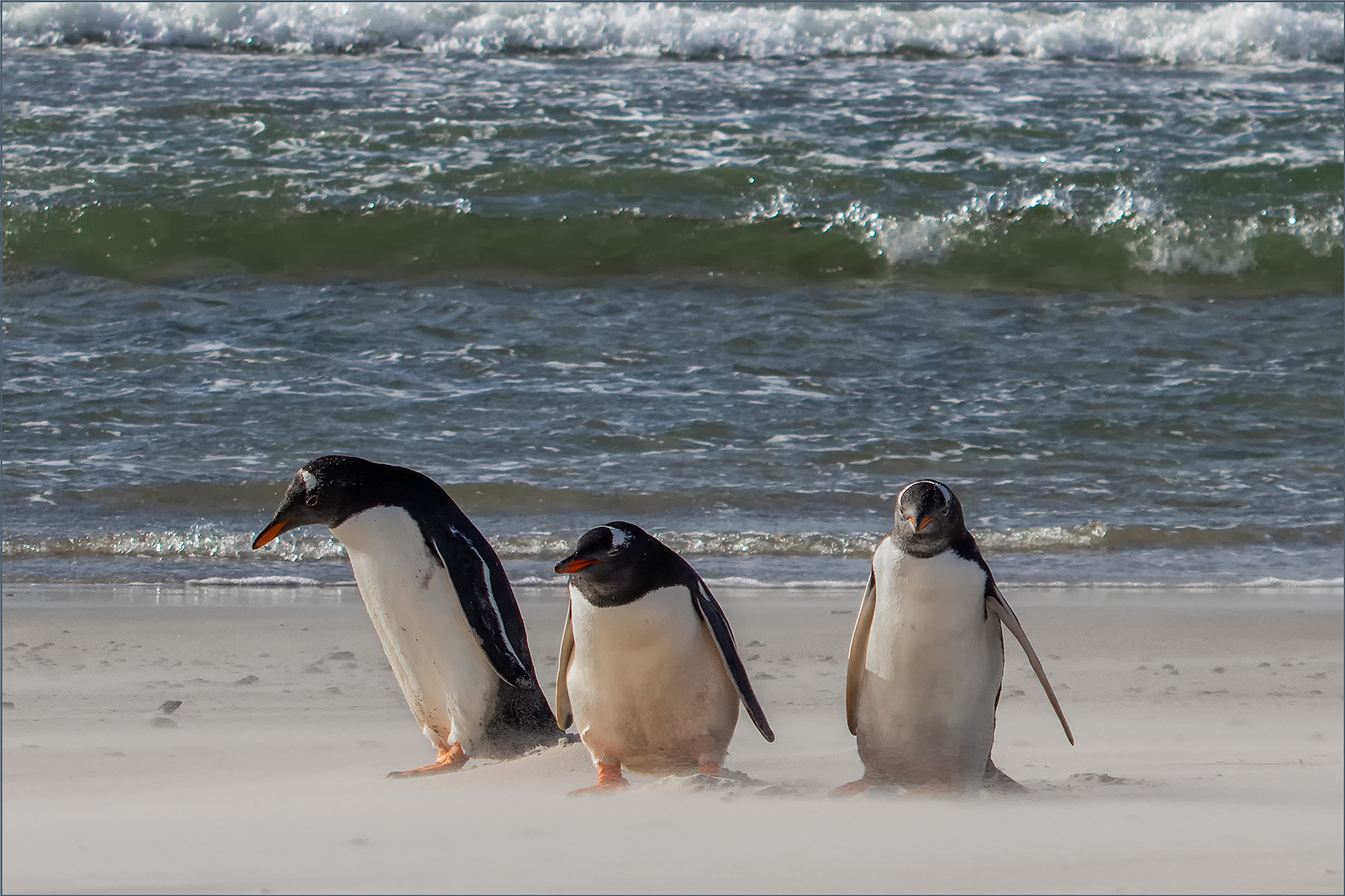 The Beach Boys by Gareth Balle