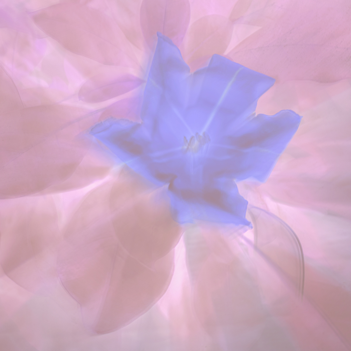 7.5 Dreamy blue on pink by Andi Hargreaves LRPS
