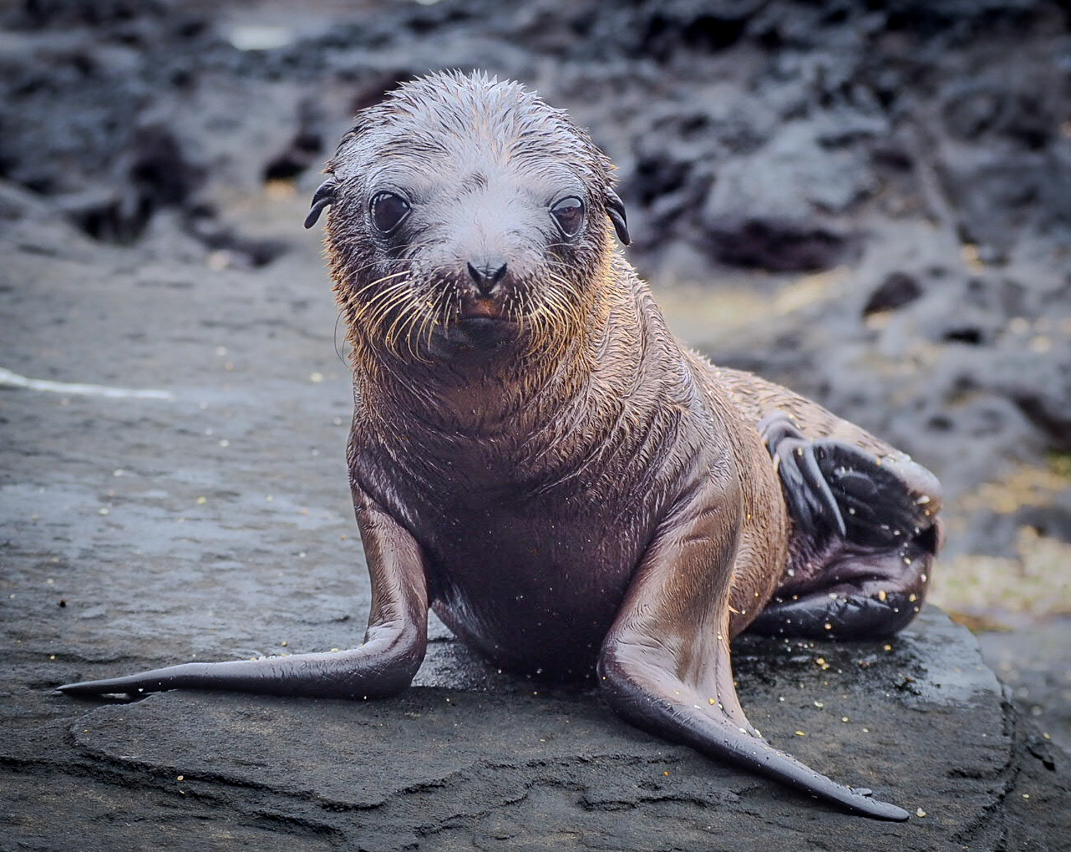 SCORE 9.0 Sealion pup by Jill Mortimer_