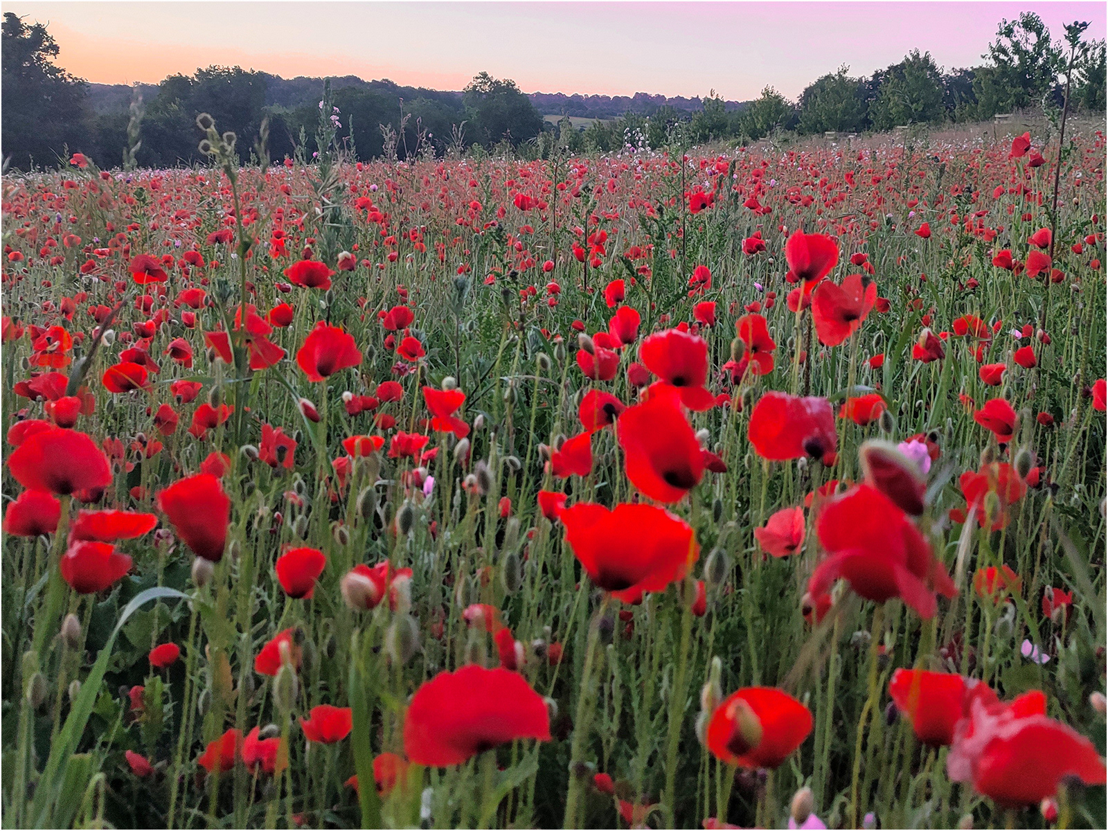 Poppies by Catherine Allum